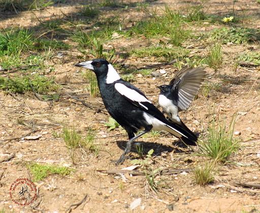 Australian Magpie being mobbed by Willie Wagtail 9P28D-170.JPG